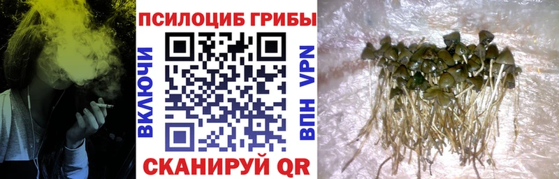 Псилоцибиновые грибы Psilocybe  Югорск 